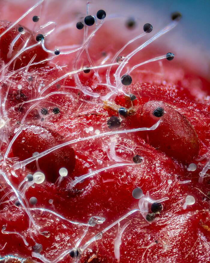 50 ordinary things that look remarkable under a microscope