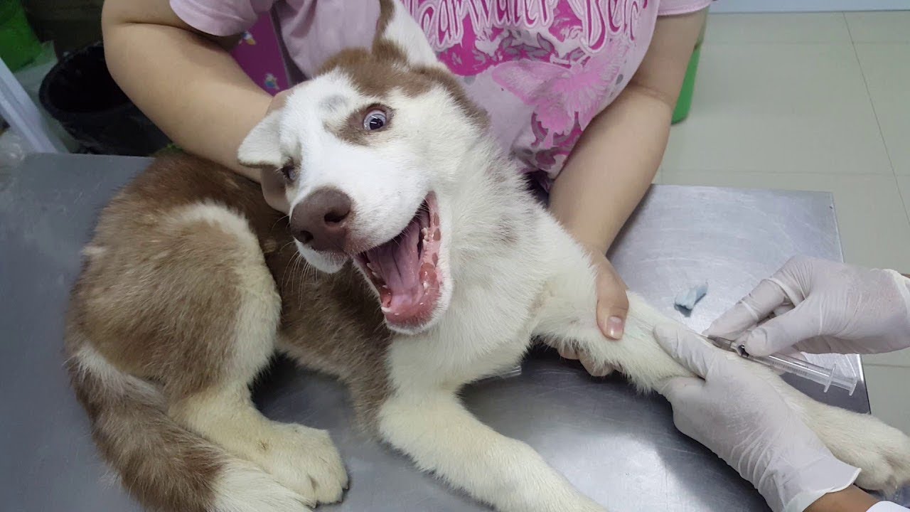 Husky's first vet visit turns into a dramatic adventure