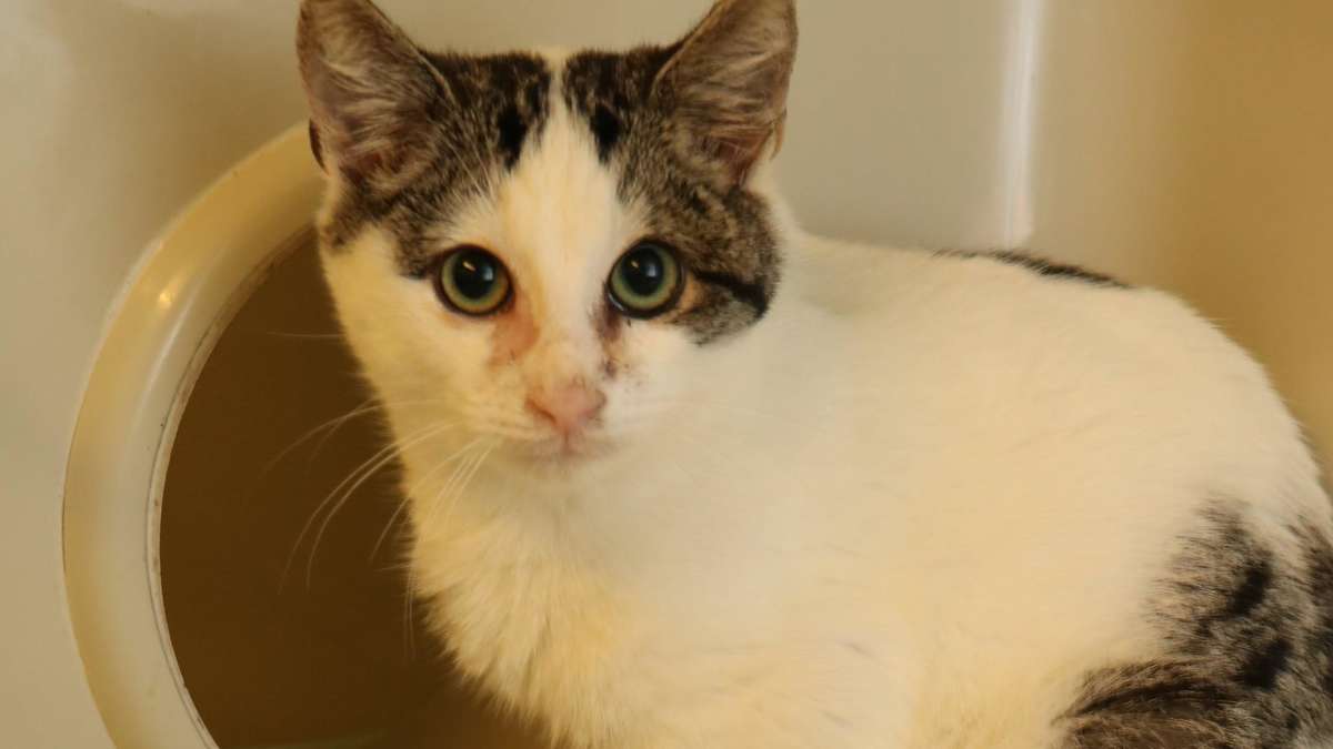 Kater Bibo mit Handicap sucht im Tierheim Verden ein neues Zuhause