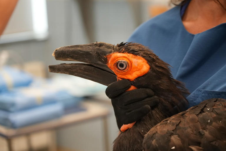 Injured bird makes history as first to get two 3D-printed beak prosthetics