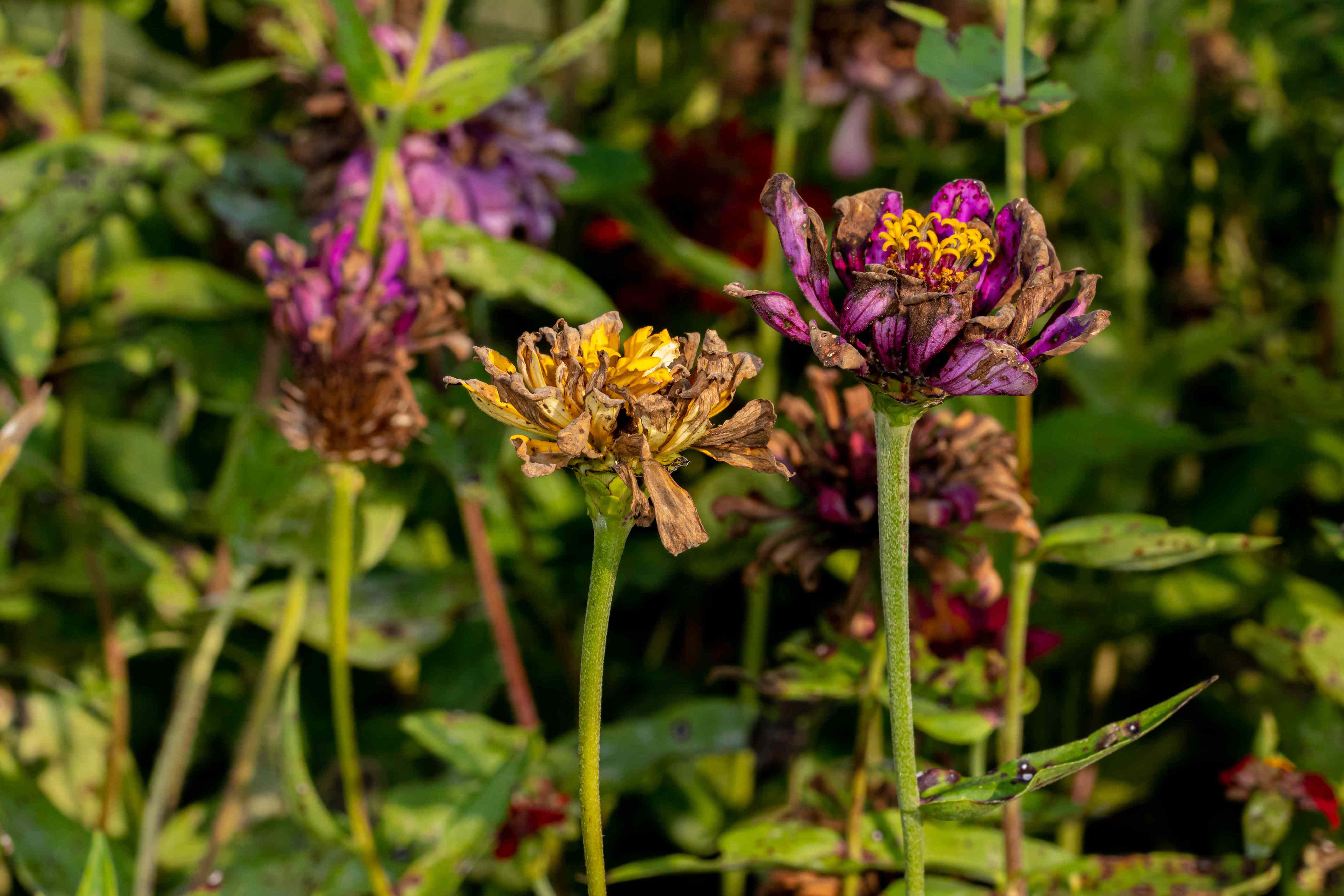 10 of the easiest seeds to collect this fall for next year’s garden