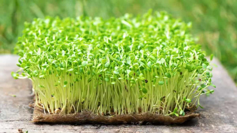 Sprouts or microgreens? Know your greens before your next meal
