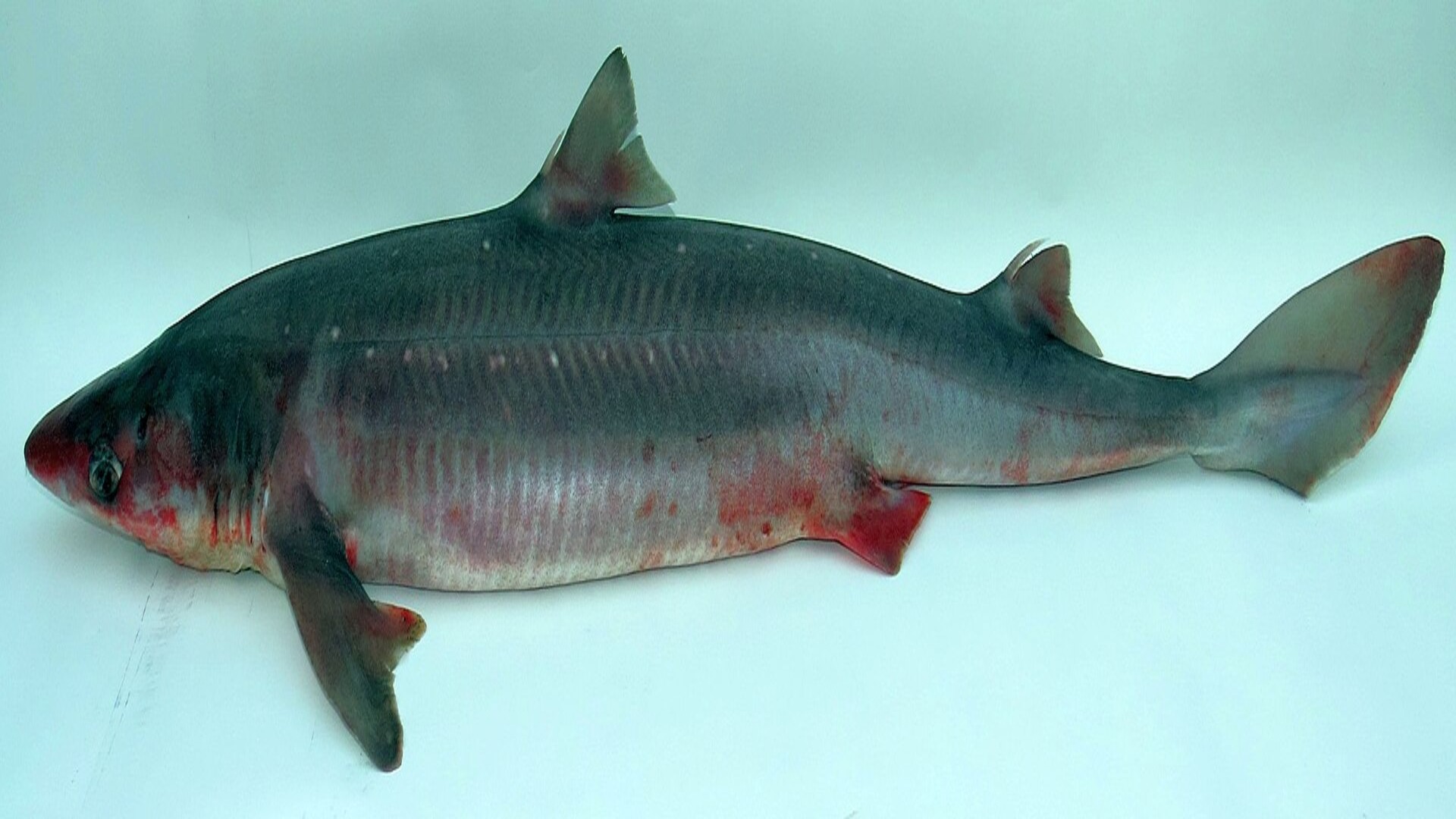 Even sharks produce stress hormone, new research overturns 60-year-old ...