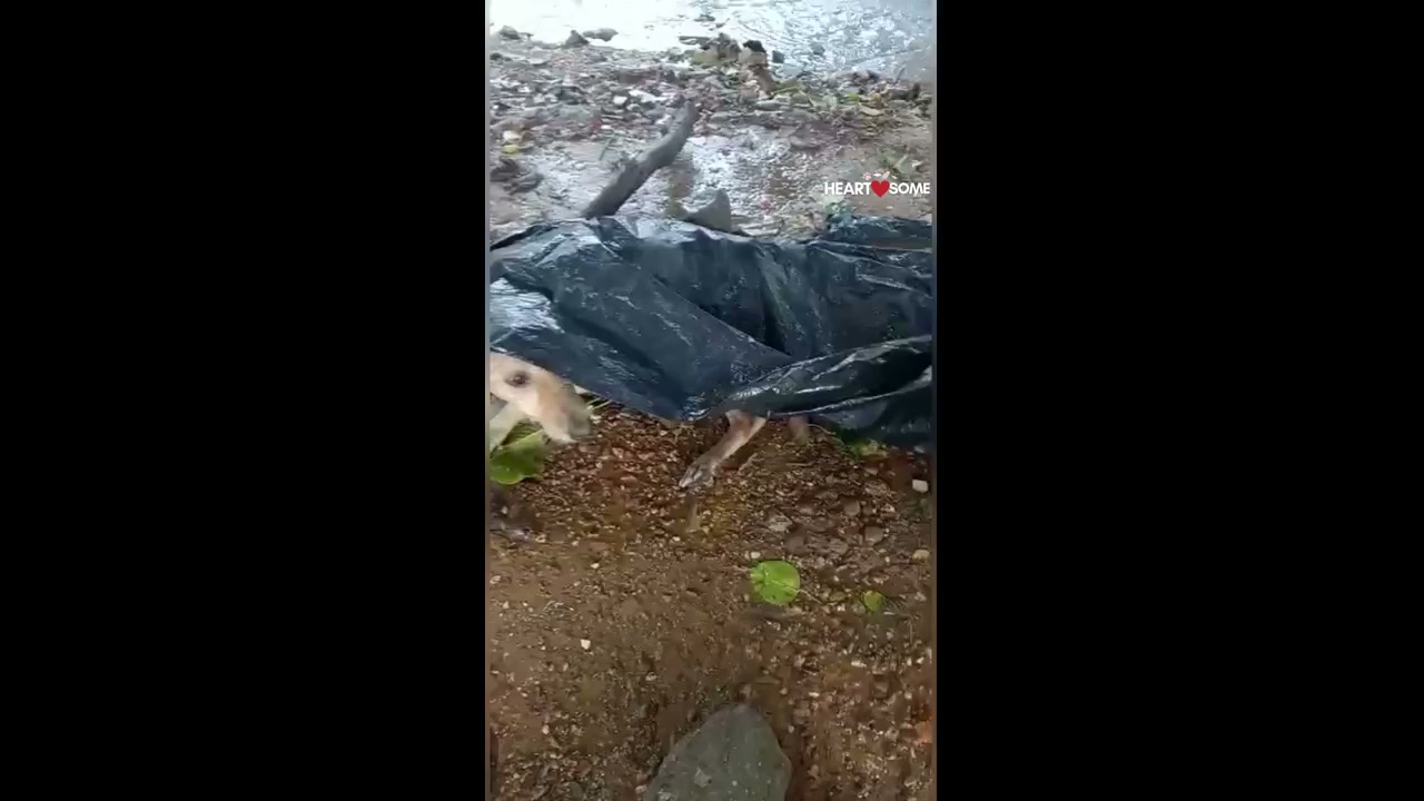 Compassionate individual aids vulnerable dog during relentless downpour