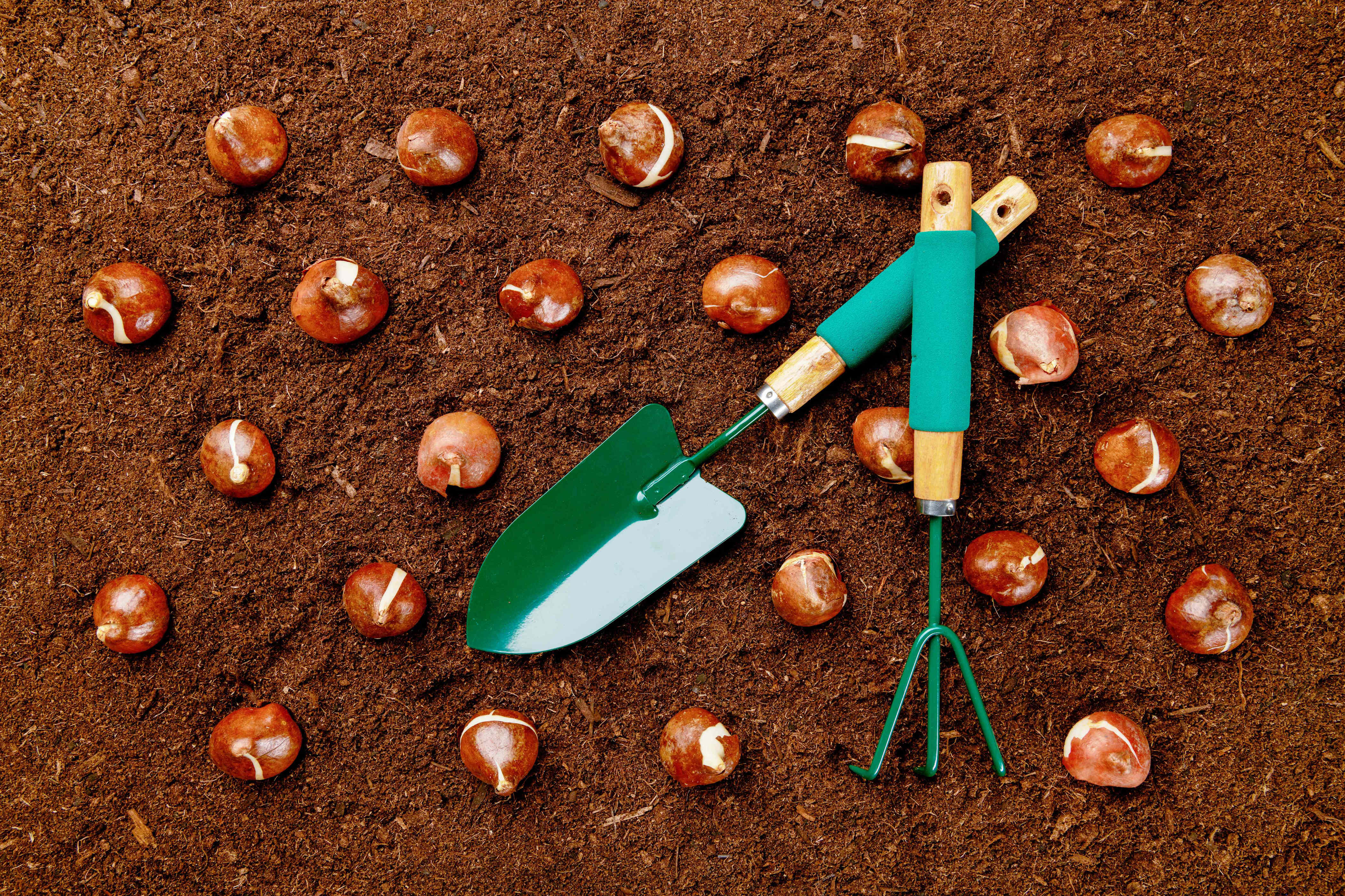 16 perennials to plant in fall that will fill your garden with color ...