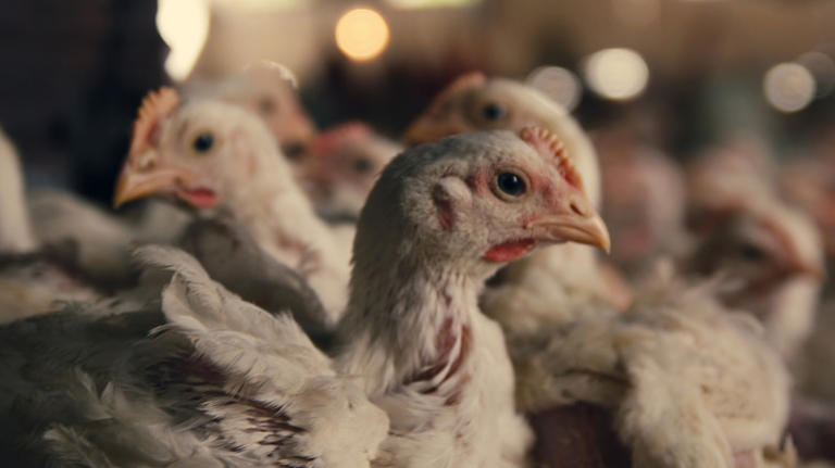 5 disadvantages of buying a Costco rotisserie chicken