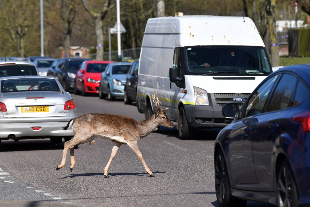 Drivers warned of frisky deer that pose possible danger to life