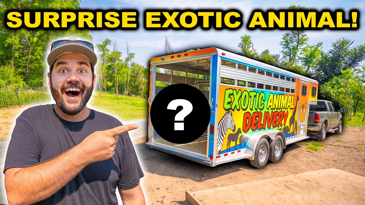 A stranger surprises me with an exotic new farm animal