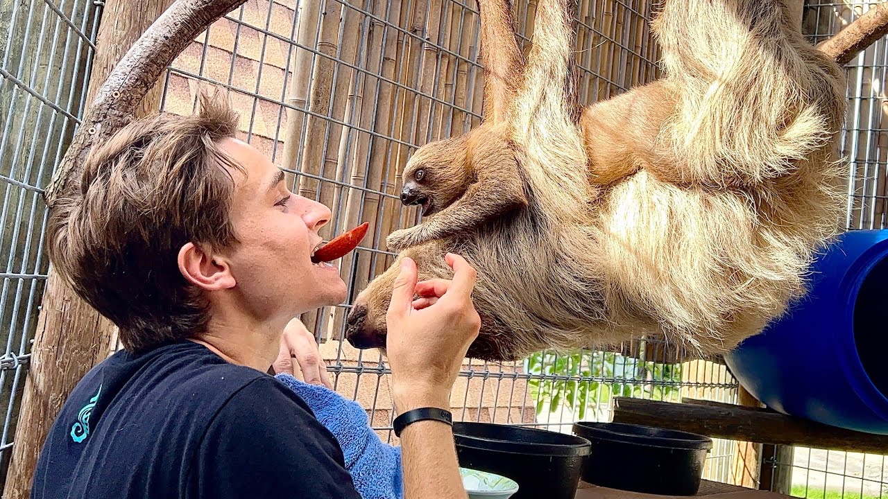 Trying to tame a baby sloth!