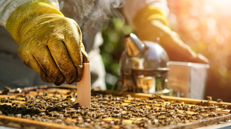 The pest you don't want to find in your bee hive in fall and winter