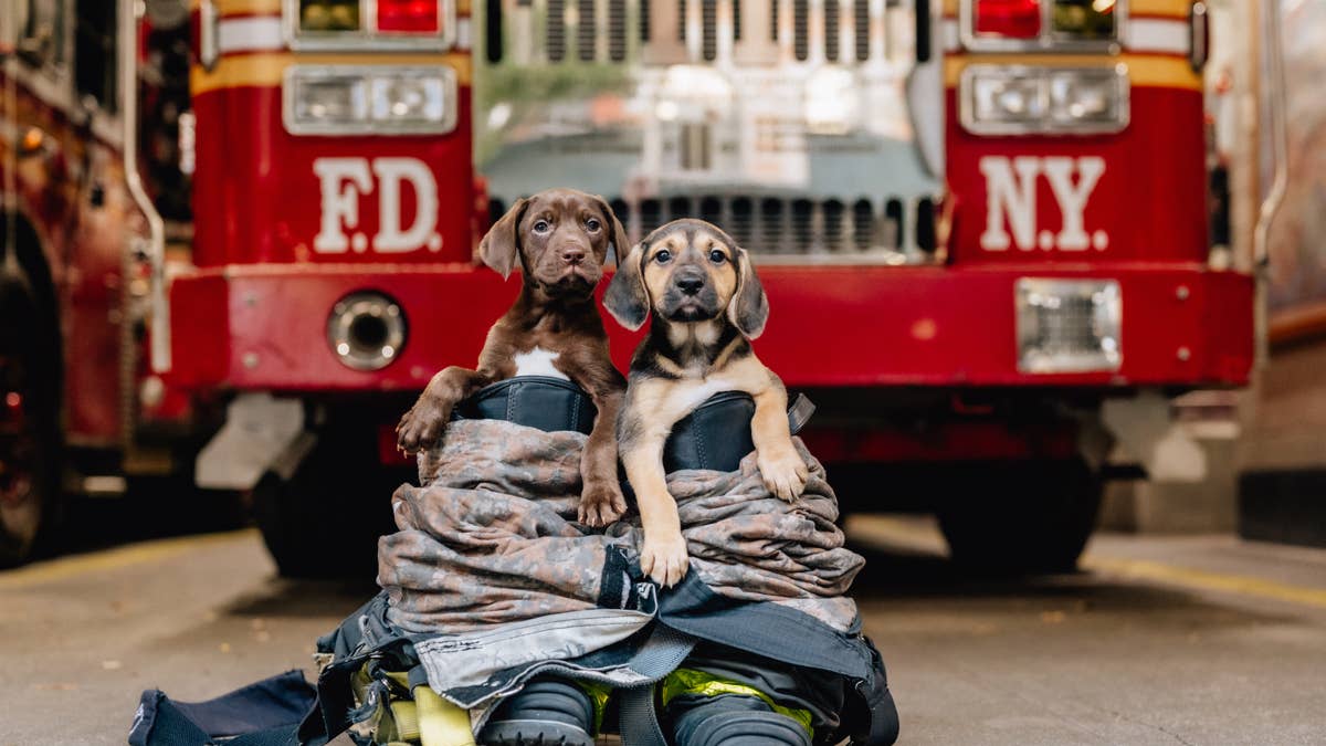 Firefighters help deliver 15 puppies at Georgia vet clinic after pet ...