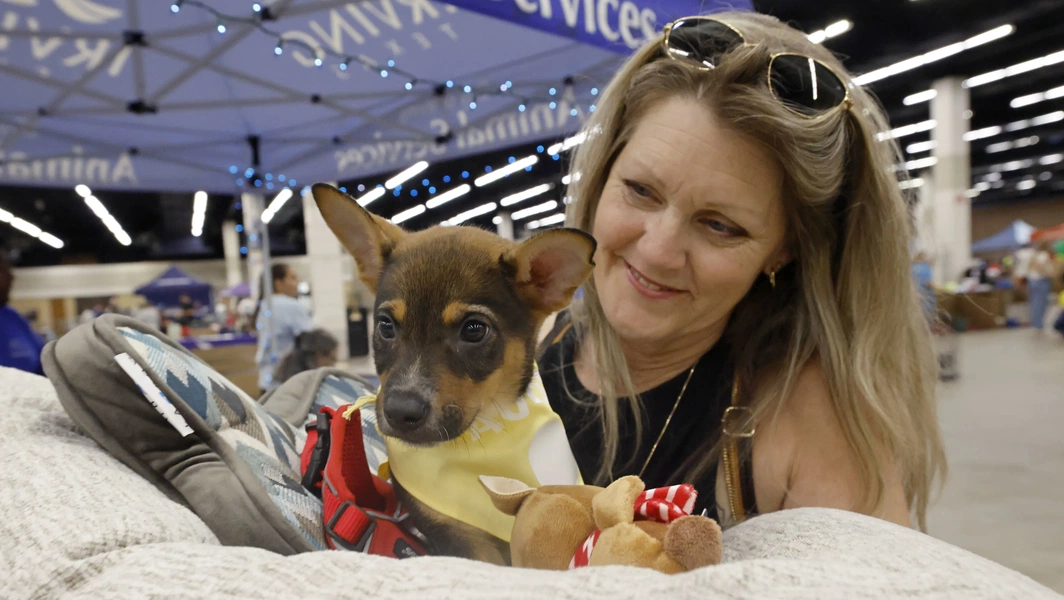 Steps for successful rescue dog adoption