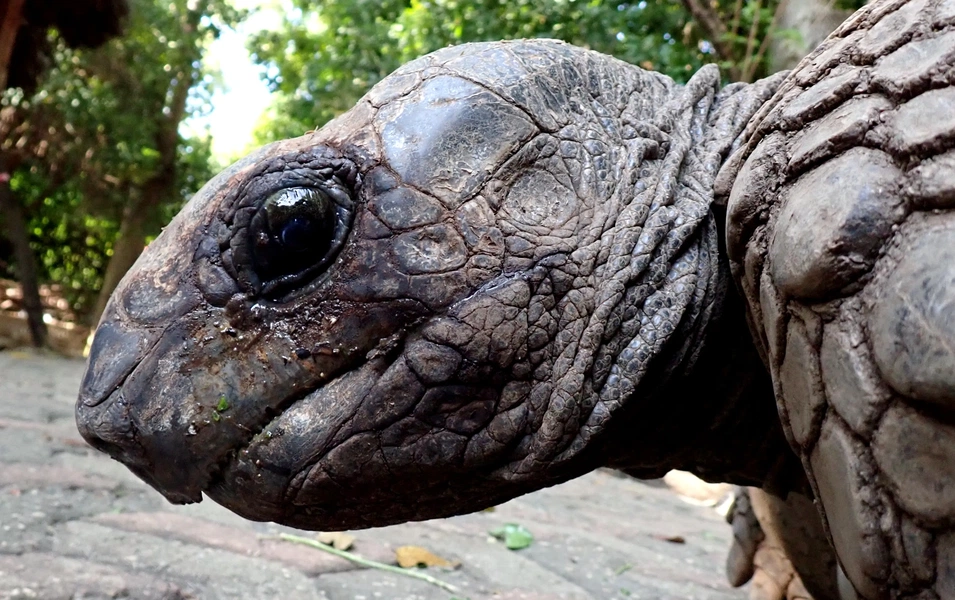 Jonathan's genome reveals clues to tortoise longevity