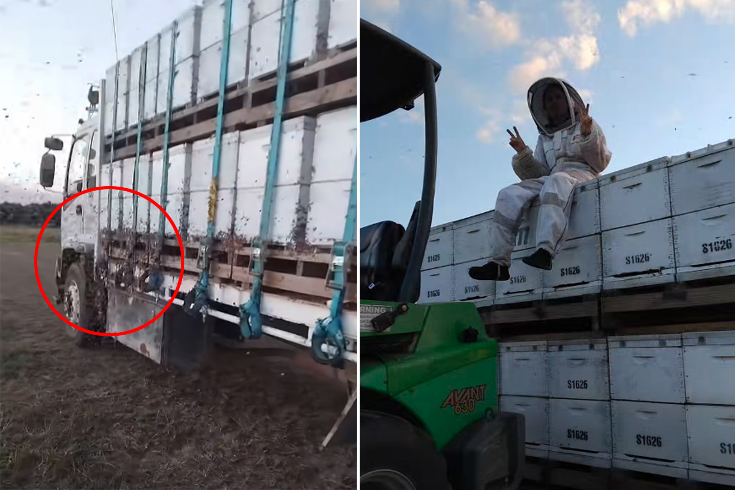 Millions of bees hit Aussie road in four trucks for remarkable annual ...