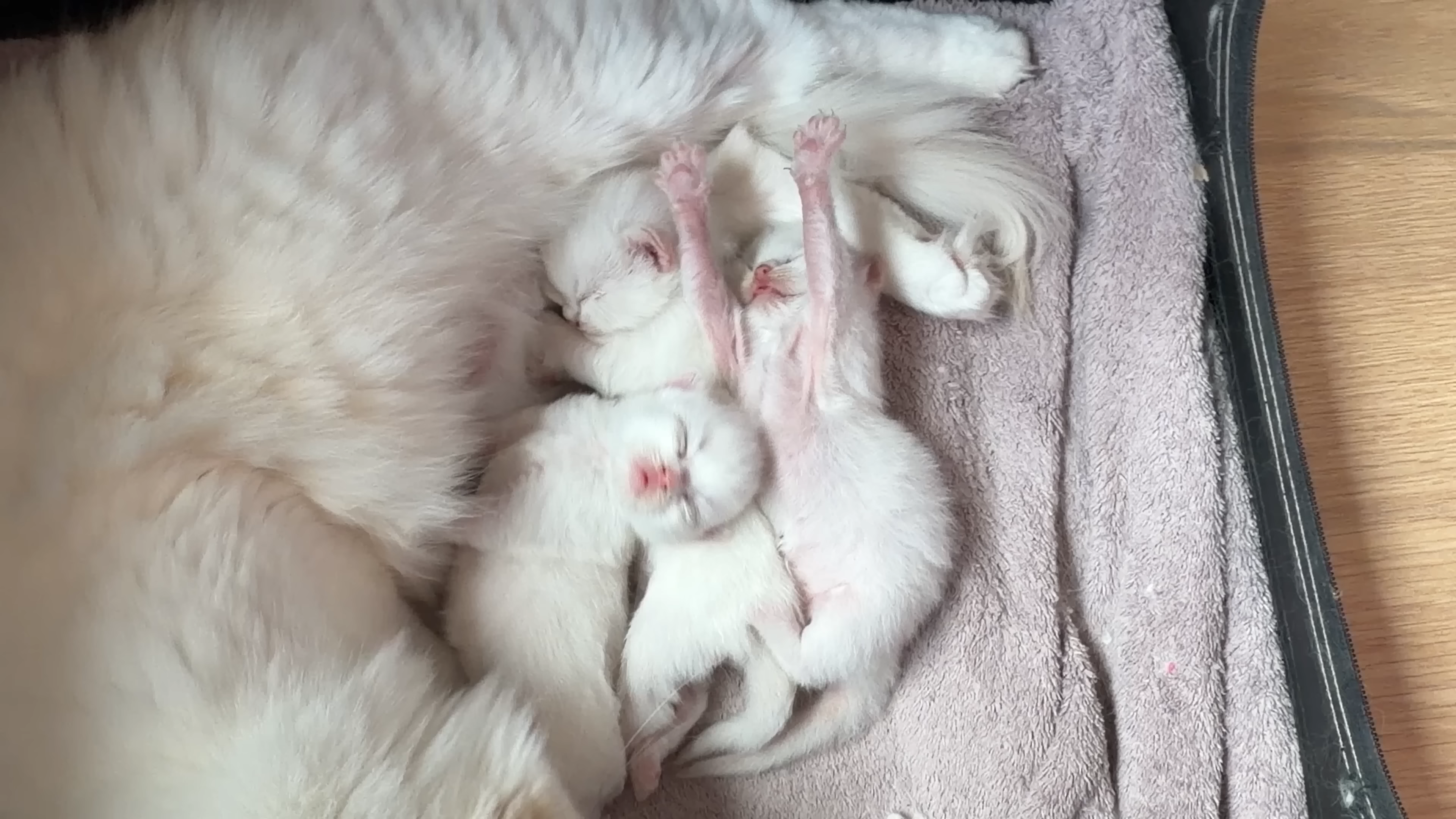 Older kittens cuddle with newborn siblings
