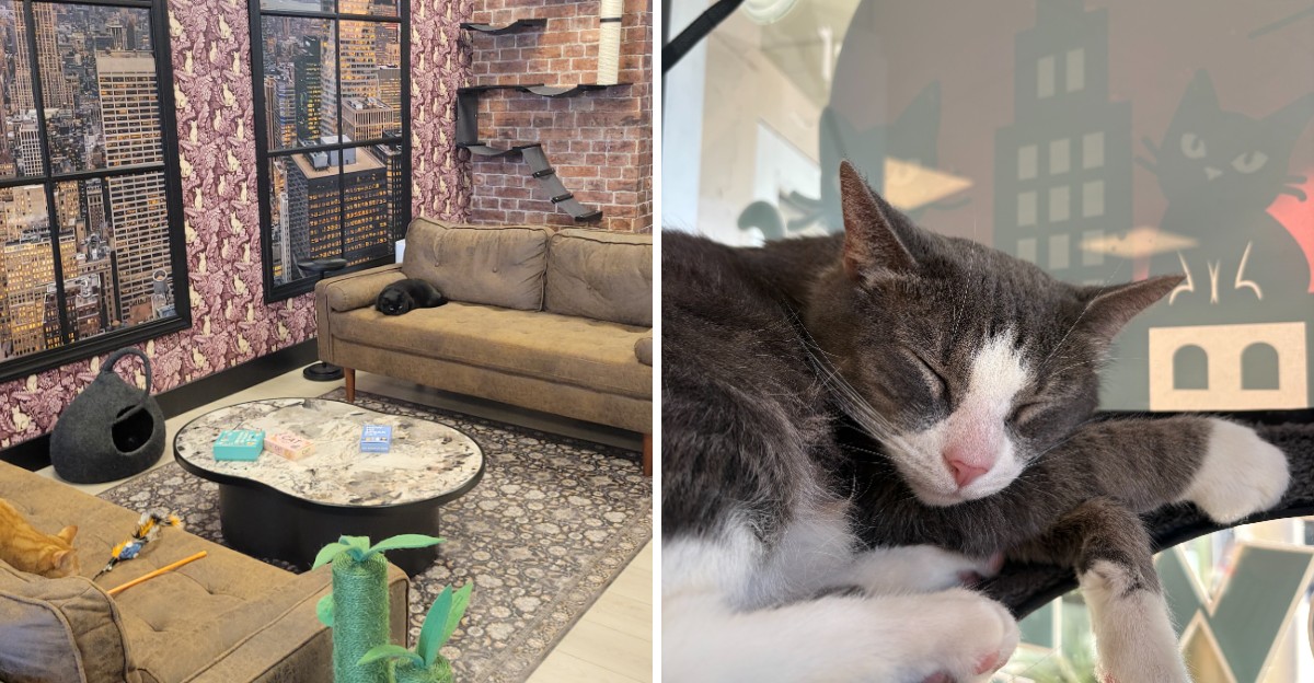 A Virginia woman opened a cat lounge in 2026 to help rescue cats find ...