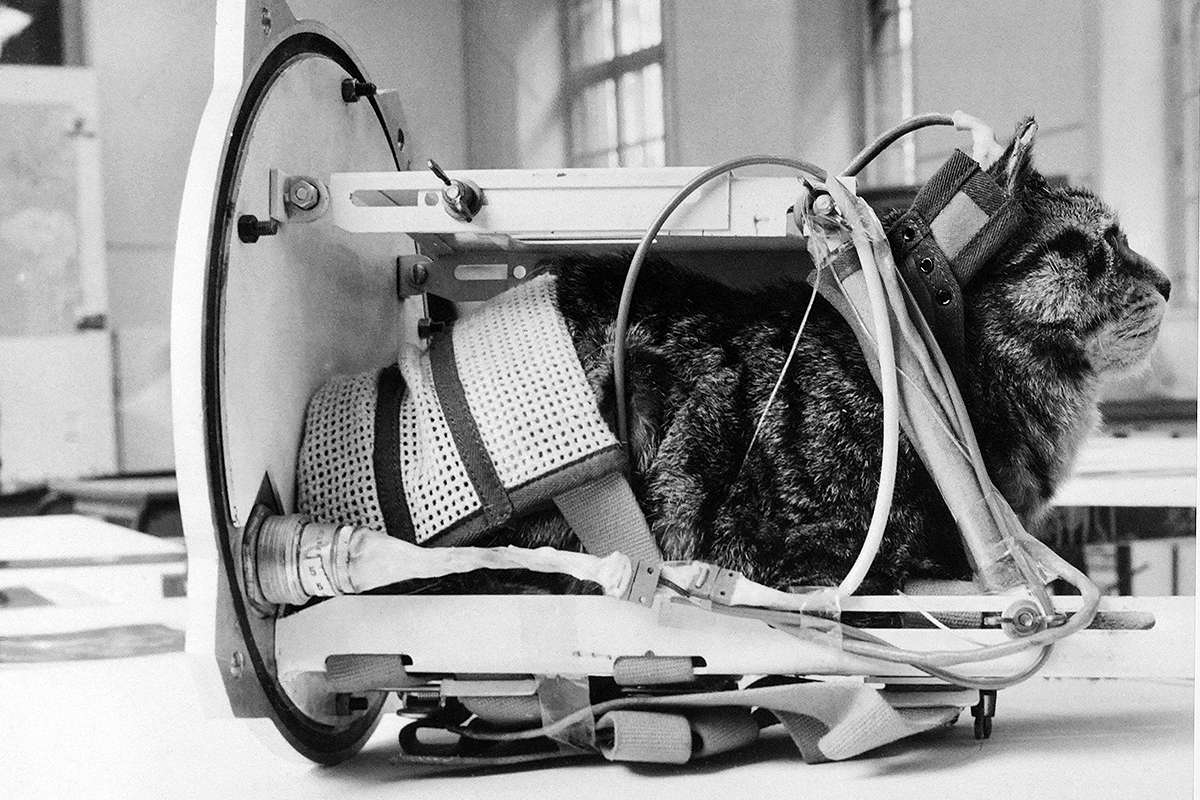 63 years ago today, a stray cat from Paris traveled 98 miles into space ...