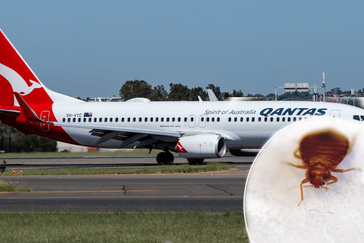 Bettwanzen-Alarm! Insekten krabbeln über 