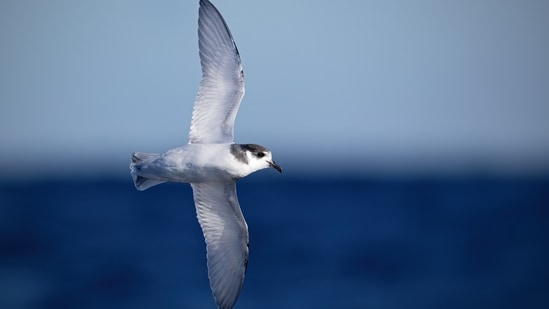 In 2000, cats were eradicated from Macquarie Island; after rabbits and ...