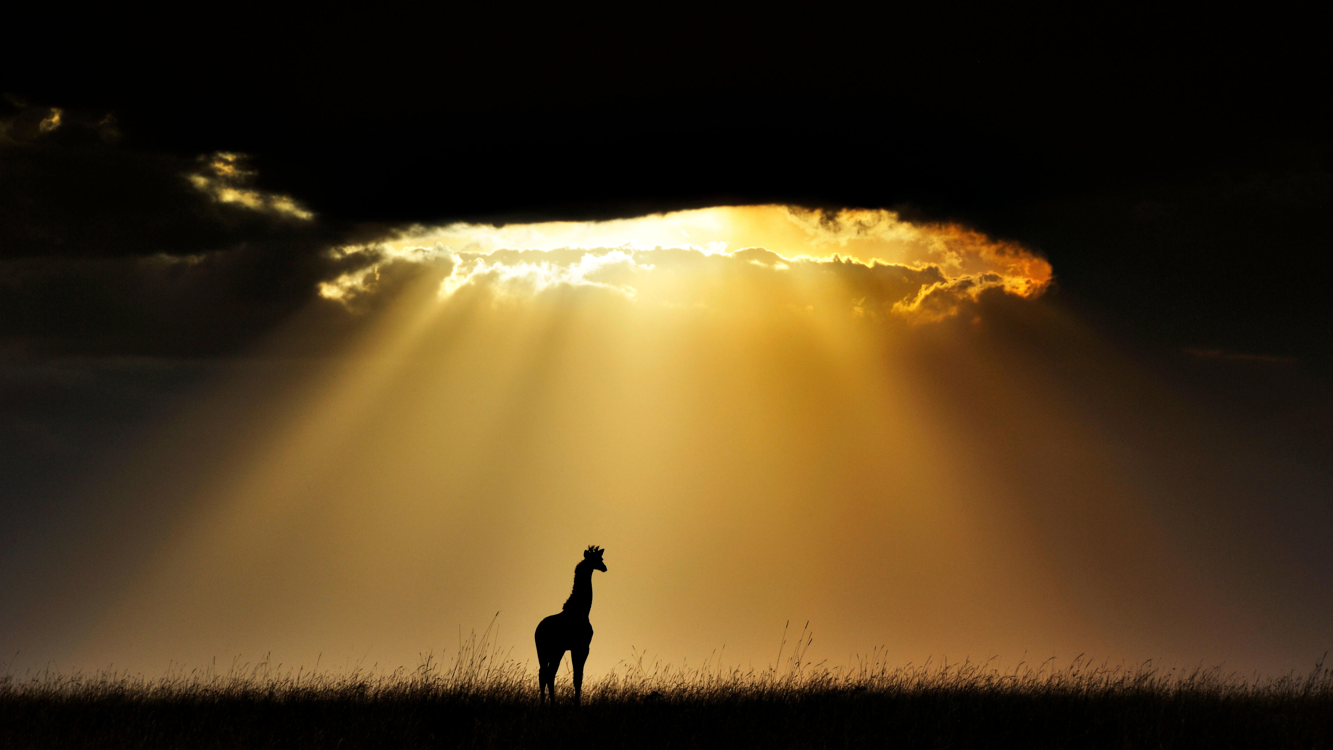 New wildlife photographic book celebrates Africa’s majestic giraffes