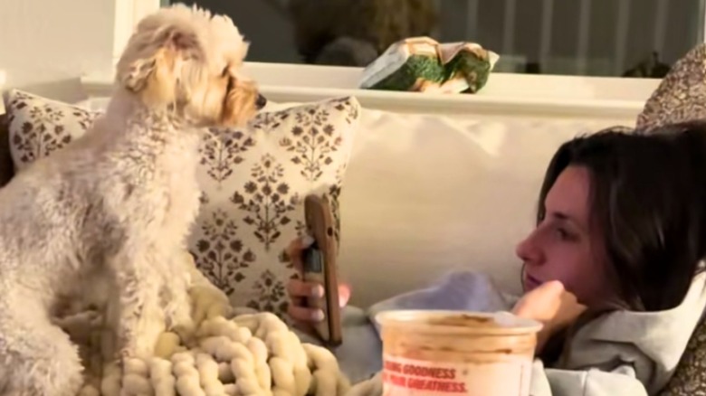 Maltipoo doesn't let mom's surgery recovery stop her from demanding ...