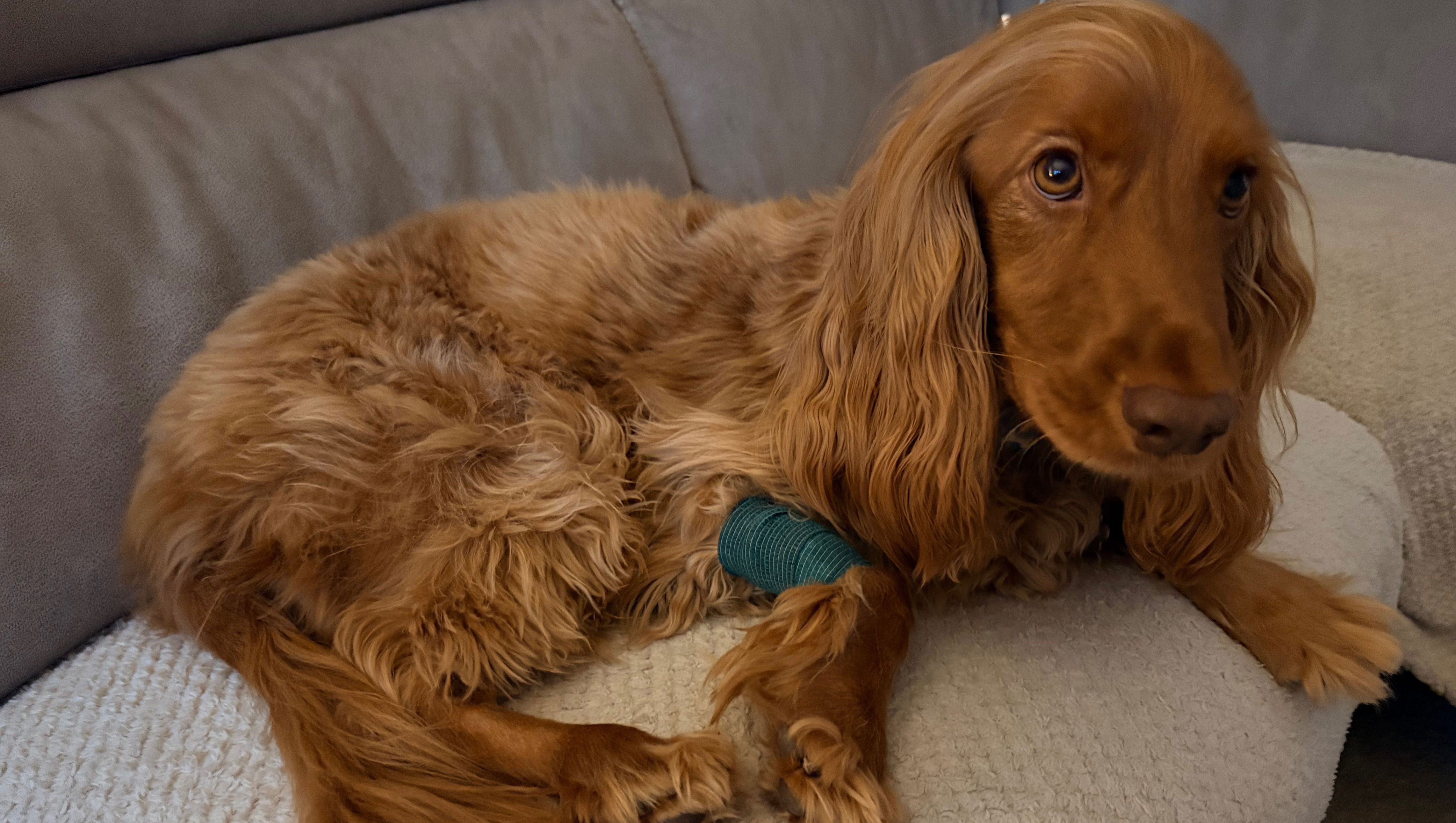 Generous donors fork out to help pay for vital surgery to save loveable ...