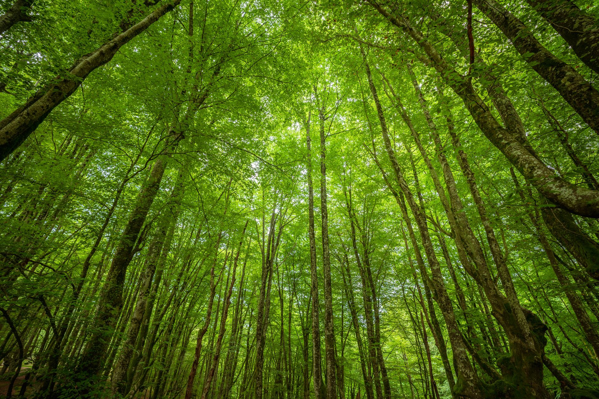 Mass tree planting: a bad idea to fight pollution?