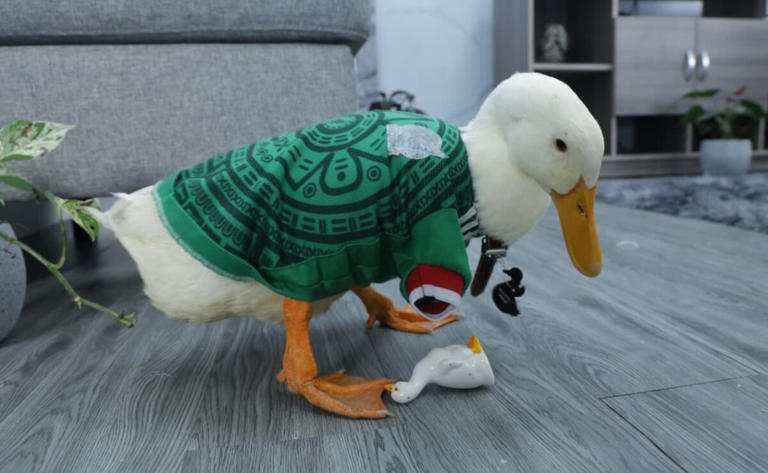 ¿Y qué pasó con el Pato Merlín, la mascota no oficial de México en el ...