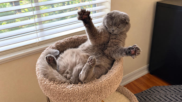 6 wholesome pet moments that make ordinary days more memorable