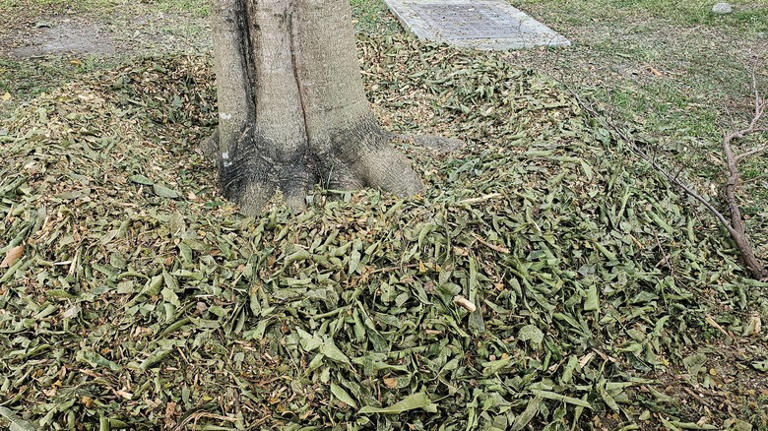 The best mulch to smooth & level a bumpy lawn with exposed tree roots