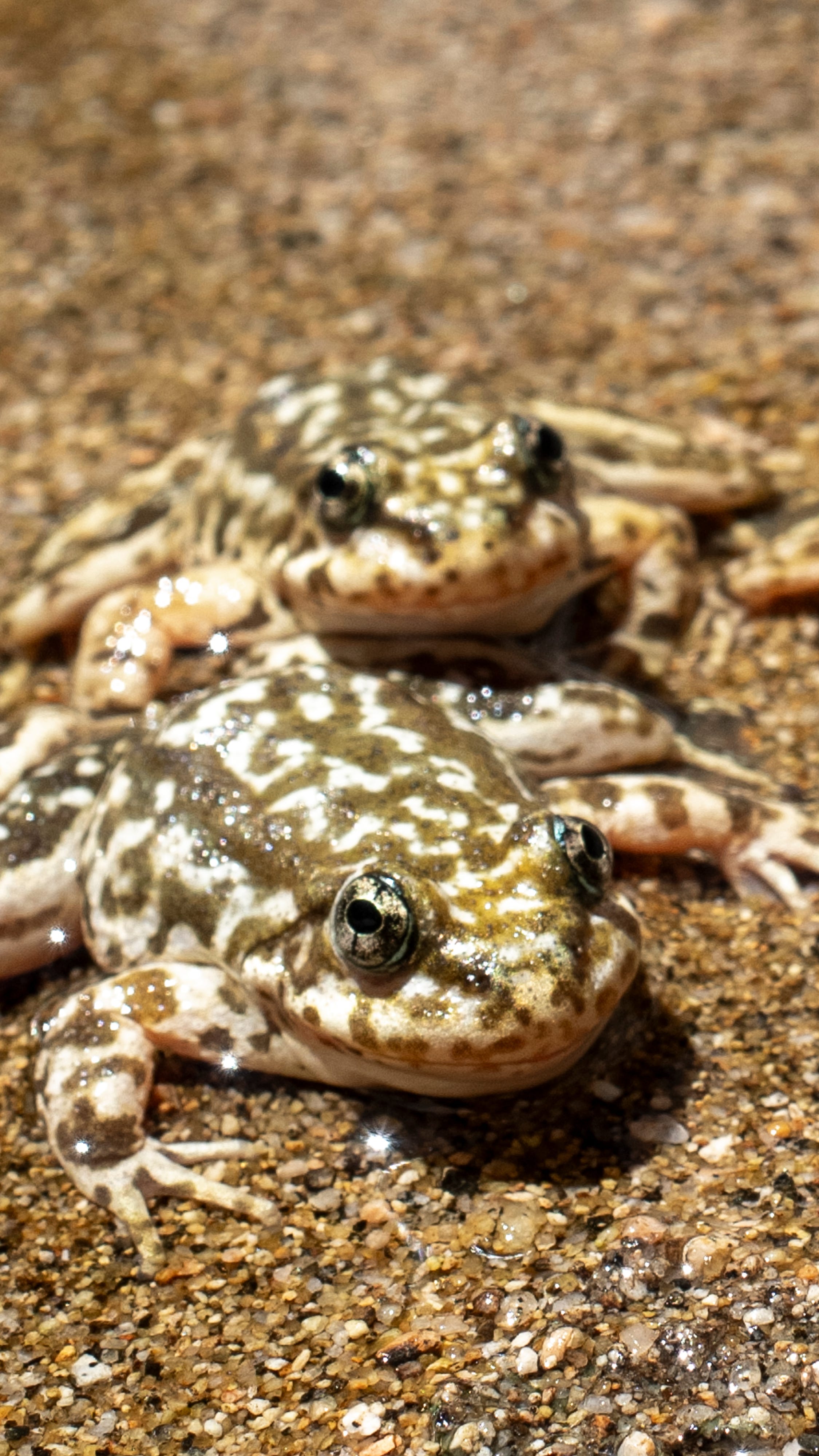 From tadpoles to frogs: More than 1,000 returned to the wild