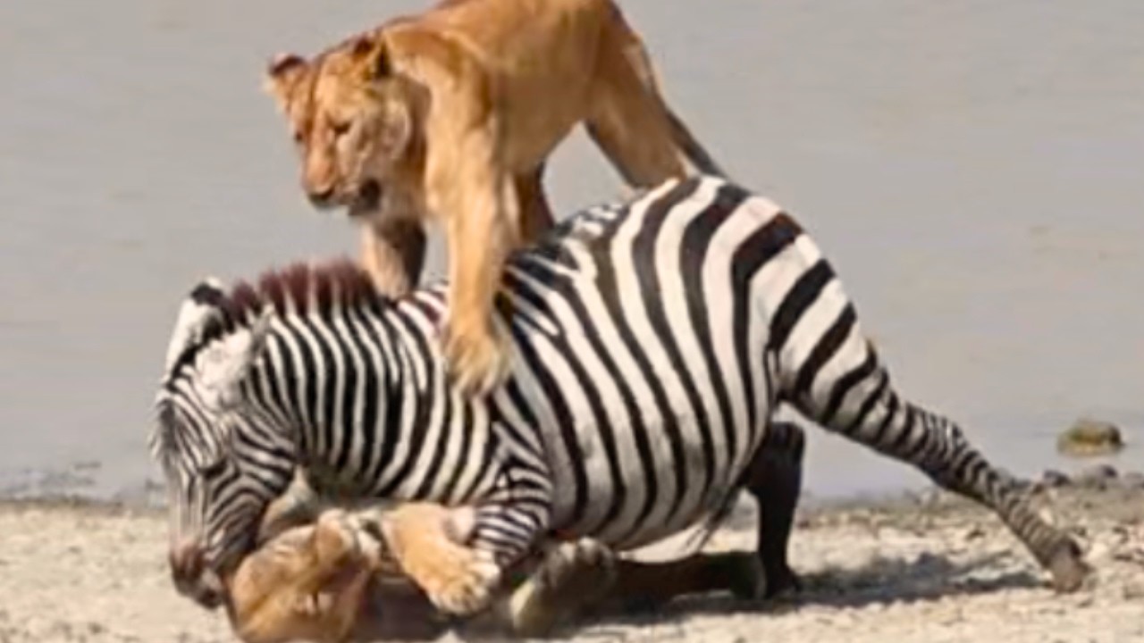 Zebra’s narrow escape in Ngorongoro 😮