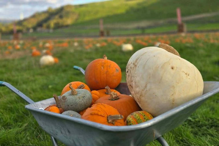 Affordable pumpkin patch tucked into stunning Peak District valley 30 ...