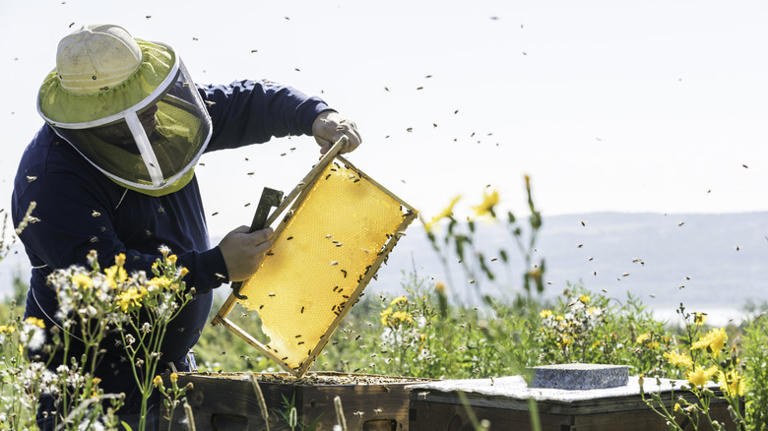The pest you don't want to find in your bee hive in fall and winter