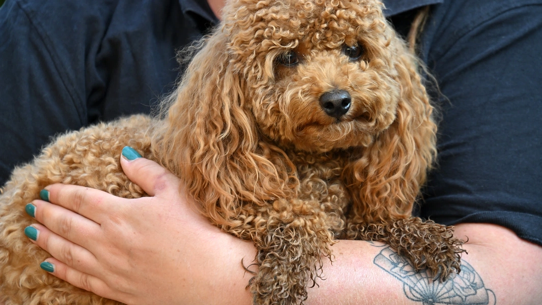 Steps for successful rescue dog adoption