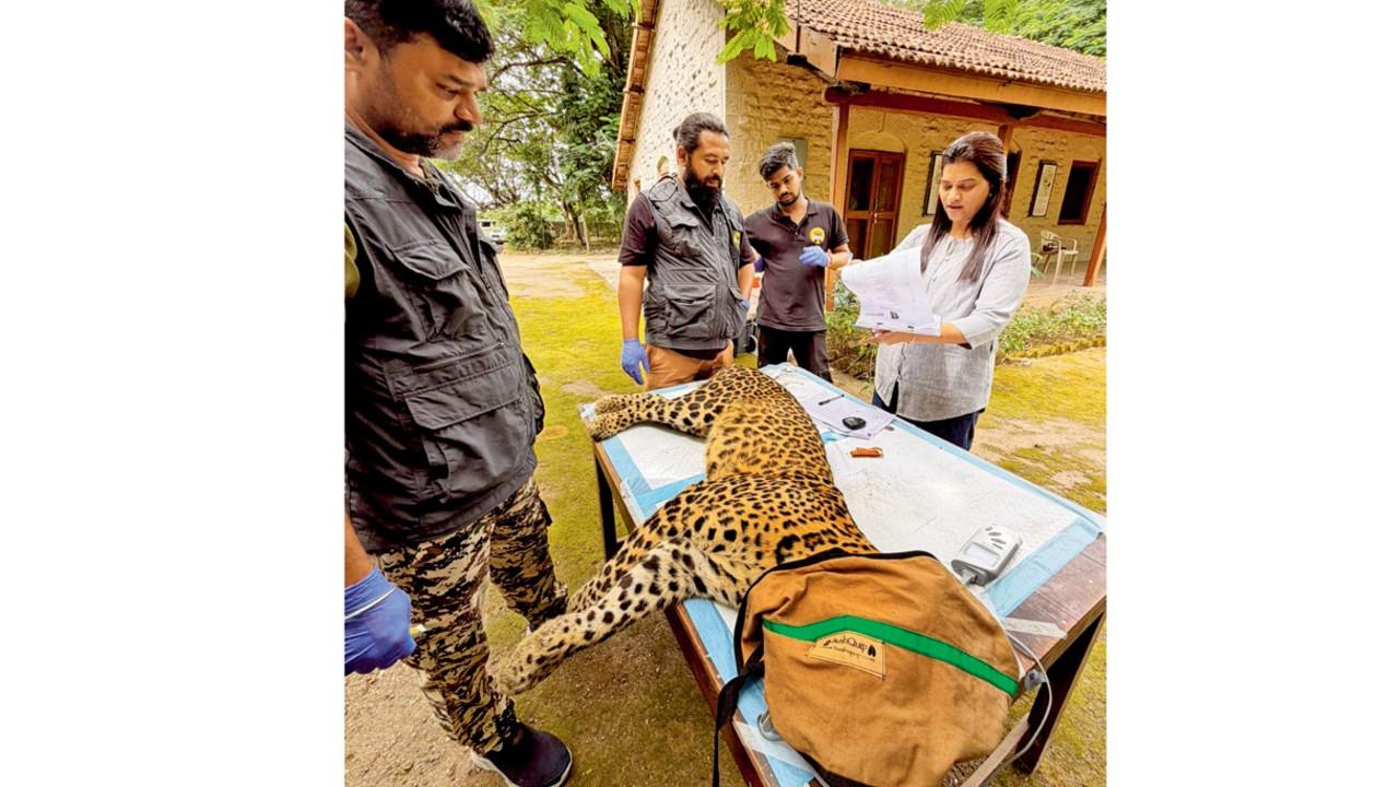 Two female leopards receive contraceptive vaccine in Maharashtra