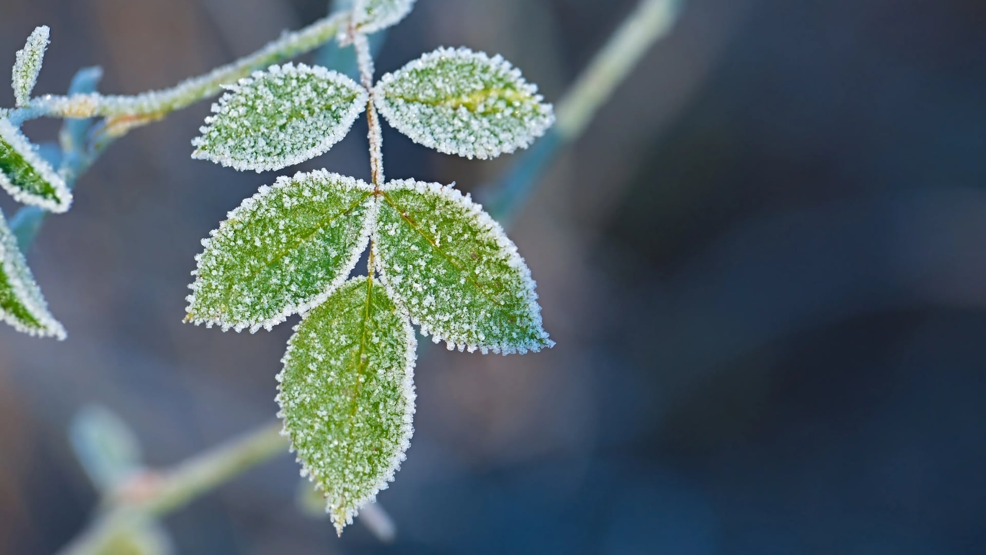 Temperatures plunge below freezing in many areas tonight; freeze warning in effect