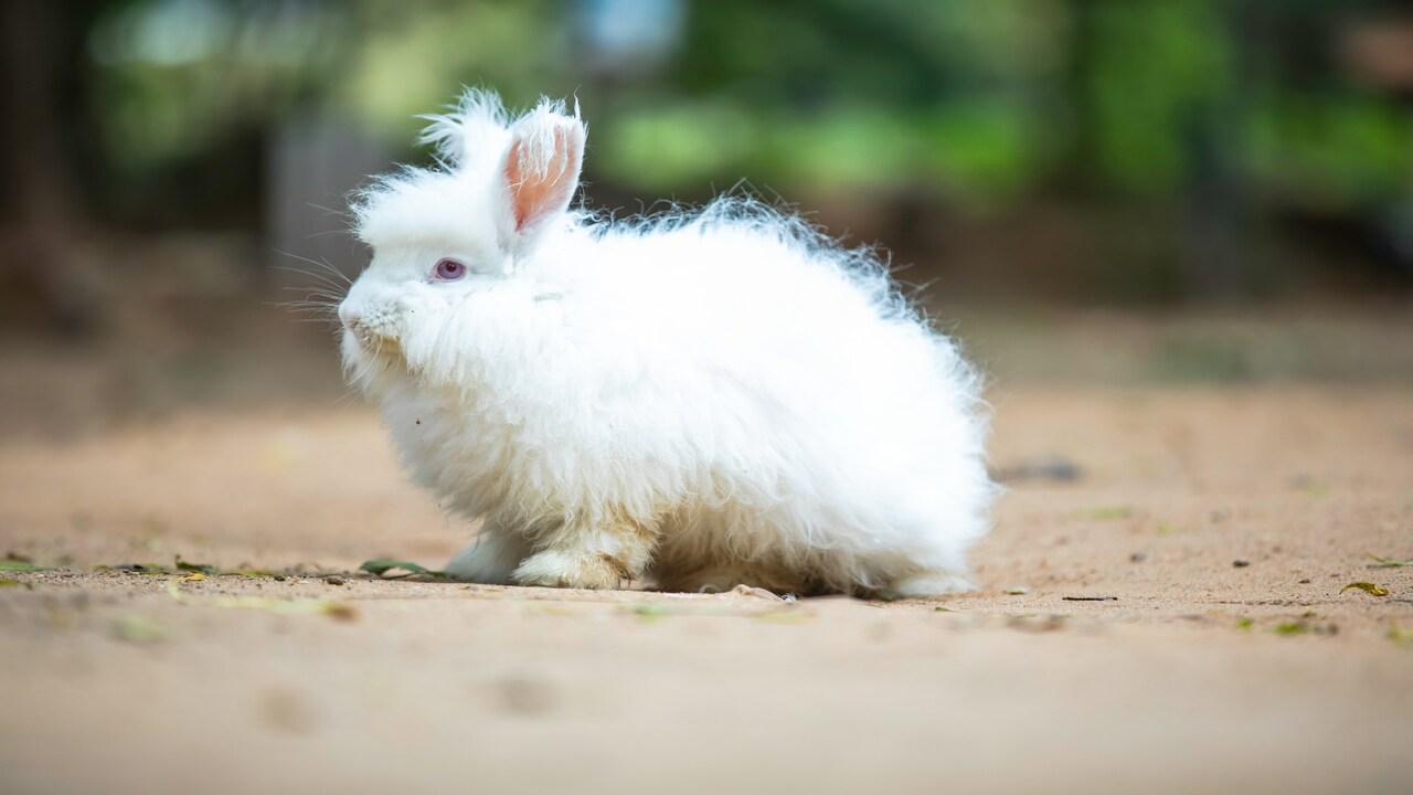 10 rabbit breeds with the softest fur