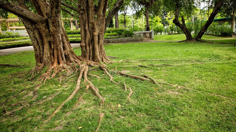 The best mulch to smooth & level a bumpy lawn with exposed tree roots