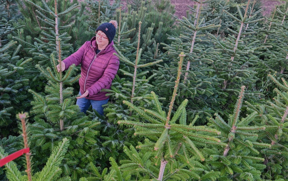 First Sunday of Advent tipped as ideal Christmas tree date