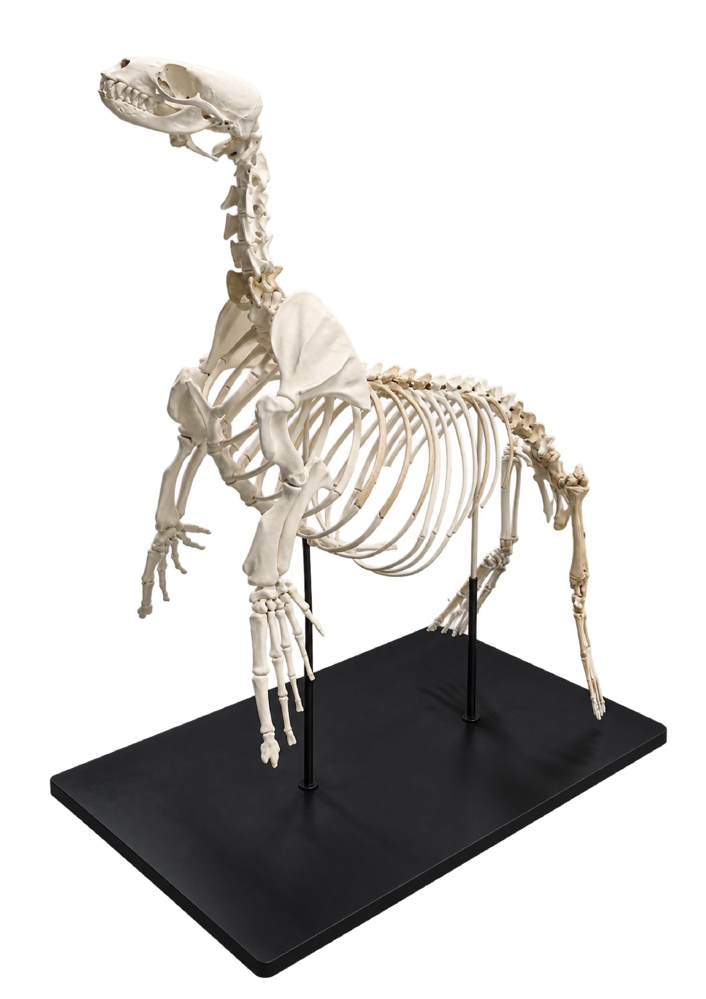 Extinct Dokdo sea lion skeleton restored, displayed at Seoul Station