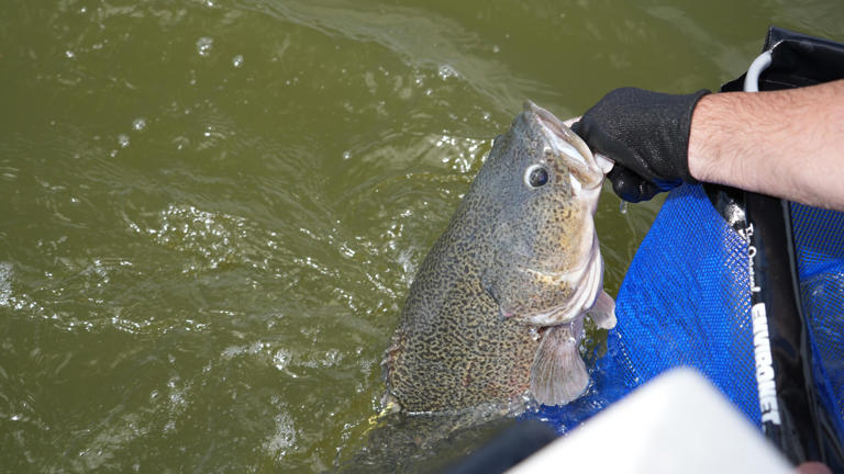 Hope for population boom as Murray cod are reintroduced to Lake Bonney