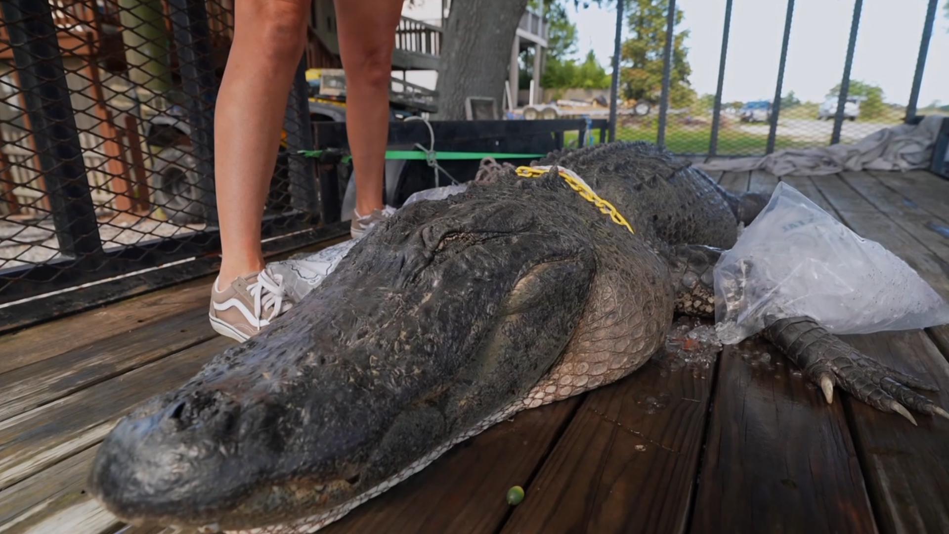 Louisiana couple captures 12-foot alligator