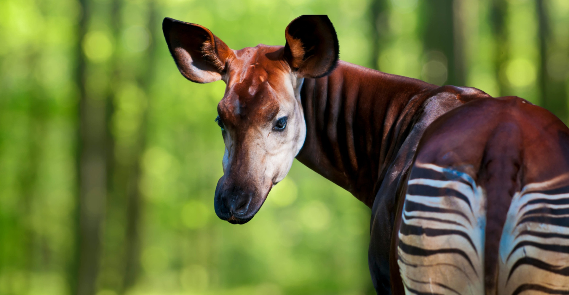 The life of okapi and other solitary animals
