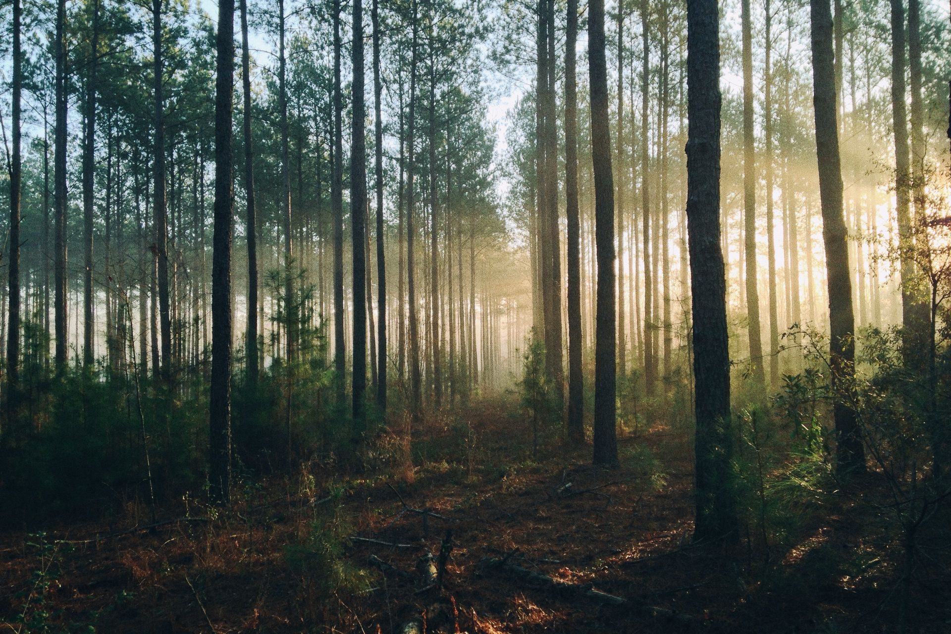 Mass tree planting: a bad idea to fight pollution?