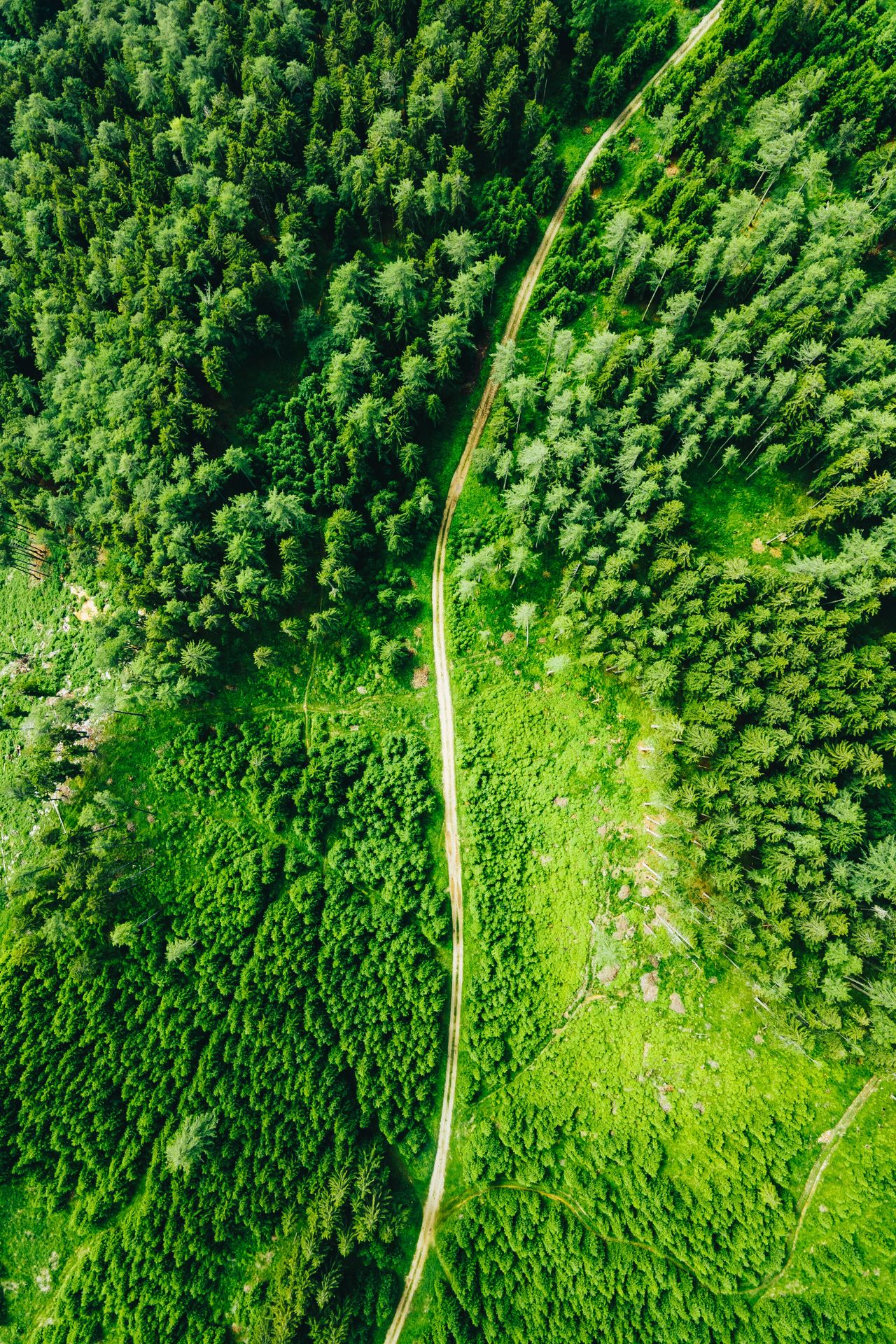 Mass tree planting: a bad idea to fight pollution?