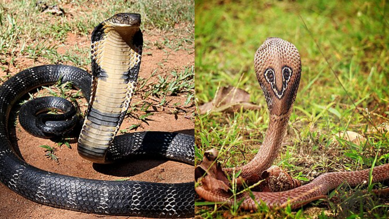 Sri Lanka’s cobra split from Indian populations 2 million years ago; study