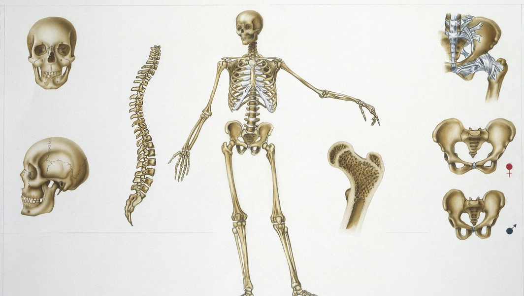 Your body’s hidden powerhouse: the musculoskeletal system