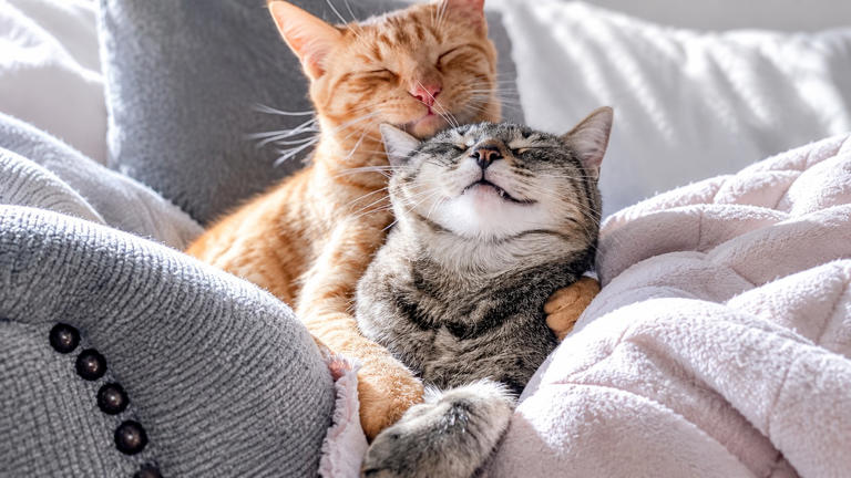 6 wholesome pet moments that make ordinary days more memorable