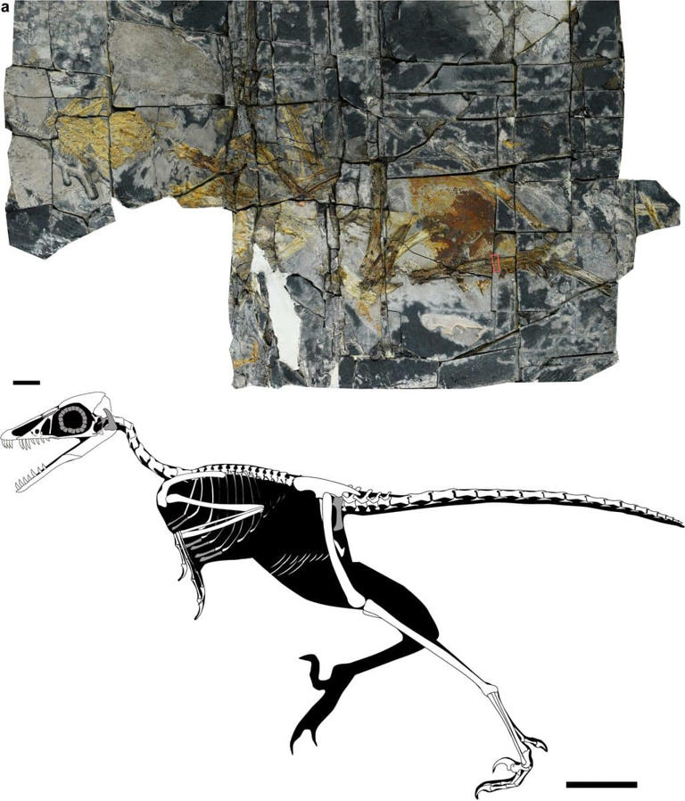 Neither bird nor dinosaur, the 0.8-kilogram Jurassic predator ...